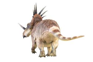 Styracosaurus Dinosaurier auf isoliert Hintergrund foto