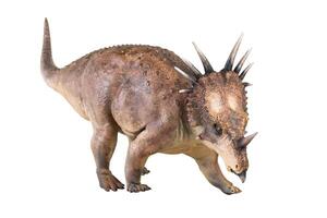 Styracosaurus Dinosaurier auf isoliert Hintergrund foto