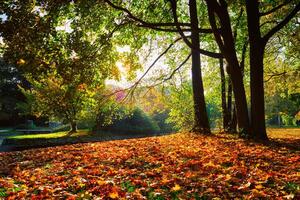 golden Herbst fallen Oktober im berühmt München entspannen Platz Englischgarten. München, Bayern, Deutschland foto