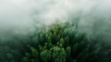 ai generiert Antenne Perspektive Aussicht von neblig nebelig Wald mit Grün Kiefer Bäume. foto