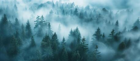 ai generiert Antenne Perspektive Aussicht von mystisch nebelig Wald mit Grün Kiefer Bäume. breit Banner. foto