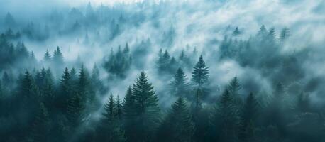 ai generiert Antenne Perspektive Aussicht von mystisch nebelig Wald mit Grün Kiefer Bäume. breit Banner. foto