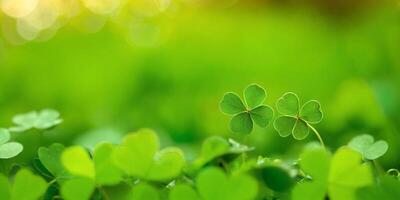 ai generiert Kleeblatt Kleeblätter, golden Münzen und Bokeh. festlich Bild zum st. Patrick's Tag. generativ ai. foto