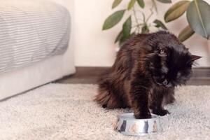 groß schwarz Katze Dips es ist Pfote in Essen, in ein Schüssel im Innere. Katze isst Essen mit seine Pfote foto