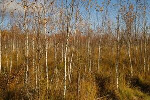 Aussicht von ein Herbst Sumpf mit Bäume im Yelnya, Weißrussland. Ökosysteme Umwelt Probleme Klima Veränderung foto