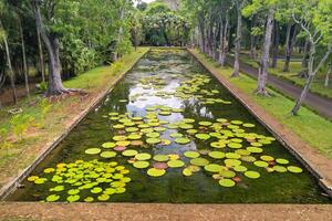 botanisch Garten auf das Paradies Insel von Mauritius. schön Teich mit Lilien. ein Insel im das indisch Ozean foto