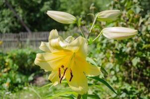 ein Gelb Lilie Blume blühte im das Garten foto