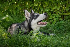 schwarz und Weiß sibirisch heiser ist Stehen. glücklich Hund auf natürlich Landschaft.. foto
