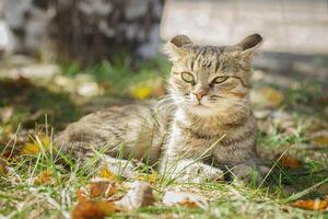 Grau gestreifte Katze läuft an der Leine auf grünem Gras im Freien. foto