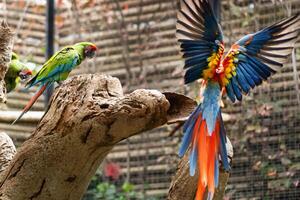 bunt Papageien im ein Park auf das Insel von Tenerife foto