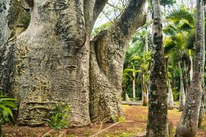 ein groß Baobab im das botanisch Garten auf das Insel von Mauritius foto