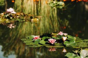 Blumen wachsend auf Wasser im das botanisch Garten von puerto de la cruz, Teneriffa, Spanien. foto