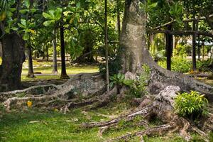 groß Ficus Baum im botanisch Garten Pamplemousses, Mauritius. foto