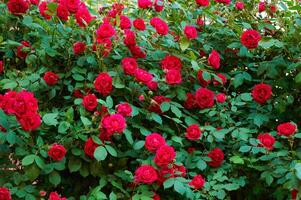 groß Busch mit viele rot Rosen Nahansicht. schön Blumen- Hintergrund. foto