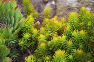 Sedum und sempervivum Stein Rose auf ein Felsen im Nahansicht foto