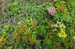 sempervivum montanum Blumen und Holz Wolfsmilch im das Felsen Garten foto