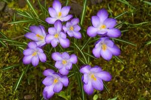 lila Krokus Blumen im das Garten. früh Frühling. foto