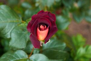 dunkel rot Rose mit ein Gelb Center im das Garten Nahansicht. schön Blumen- Hintergrund. Valentinstag Tag und Feiertage. Liebe foto