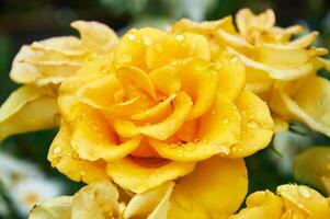 schön Gelb Rosen Nahansicht im das Garten foto