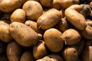 ein Menge von geerntet Kartoffeln Lügen im ein Haufen. Herbst Ernte foto