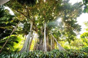 Ficus Baum. gplant im ein Park im puerto de la cruz. Nord Teneriffa, Kanarienvogel Inseln, Spanien foto