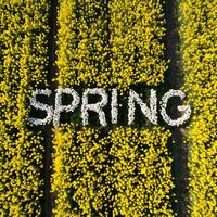 ai generiert Hallo Frühling Blumen- Hintergrund mit Frühling Text zum Design glücklich Frühling Schöne Grüße foto