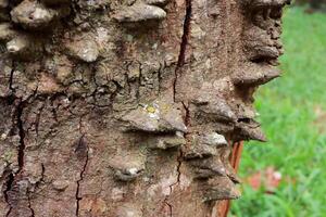 schließen oben von das gewöhnlich Rinde von das anigisch Baum ebenfalls bekannt wie das Zahnseide Seide Das sind gefunden während das Savannen oder Cerrados von Brasilien foto