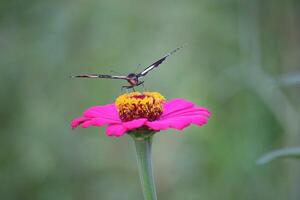 schließen oben von ein schwarz und Weiß Schmetterling saugen Honig Saft von ein Rosa Papier Blume foto