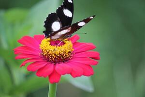 schließen oben von ein schwarz und Weiß Schmetterling saugen Honig Saft von ein Rosa Papier Blume foto