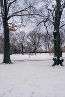 schneebedeckt Stadt Park zwischen zwei Bäume foto