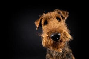 Porträt von ein airedale Terrier im Nahansicht. foto