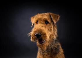 Porträt von ein airedale Terrier im Nahansicht. foto