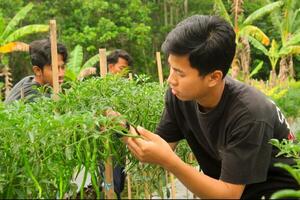 drei jung asiatisch Bauern sind Ernte Chilischoten im das Garten tragen schwarz T-Shirts während das Tag foto