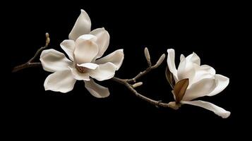 ai generiert Weiß Magnolie blüht auf schwarz Hintergrund foto