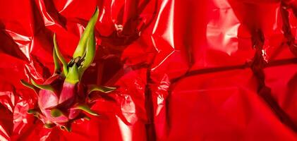 exotisch rot Drachen Obst auf texturiert vereiteln foto