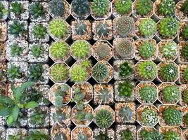 Gruppe von Kaktus im ein Topf zum Hintergrund foto