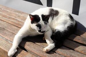 streunend und streunend Katze auf das Straße im tel aviv. foto