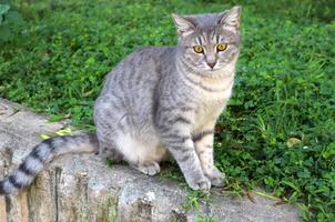 streunend und streunend Katze auf das Straße im tel aviv. foto