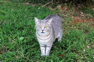 streunend und streunend Katze auf das Straße im tel aviv. foto