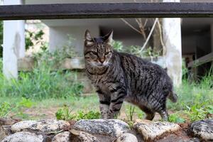 streunend und streunend Katze auf das Straße im tel aviv. foto