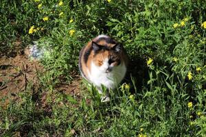 streunend und streunend Katze auf das Straße im tel aviv. foto