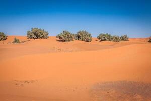 Palme Bäume und Sand Dünen im das Sahara Wüste, Merzouga, Marokko foto