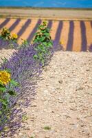 Lavendelblume blüht duftende Felder in endlosen Reihen. Valensolplateau, Provence, Frankreich, Europa. foto