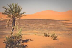 Palme Baum im Erg Chebbi, beim das Western Kante von das Sahara Wüste foto