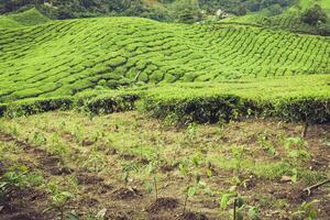 Landschaft Aussicht von Tee Plantage im Cameron Hochland foto