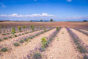 Lavendel Feld im das Region von Provence, Süd- Frankreich foto