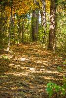 Herbst Wald landschaftlich vergilbt Herbst Bäume und gefallen Herbst Blätter. foto