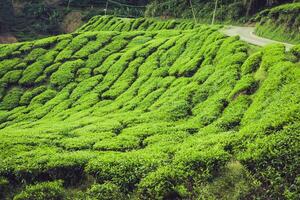 Grün Hügel von Tee Bepflanzung - - Cameron Hochland, Malaysia foto