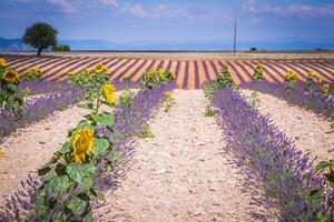 Lavendelblume blüht duftende Felder in endlosen Reihen. Valensolplateau, Provence, Frankreich, Europa. foto