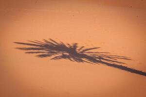 Palme Baum im Erg Chebbi, beim das Western Kante von das Sahara Wüste foto